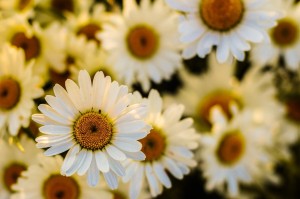 camomille-fleurs-antiage