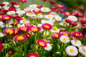 fleurs-printemps