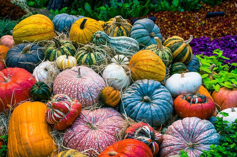 potimarrons-courges--legumes-colores