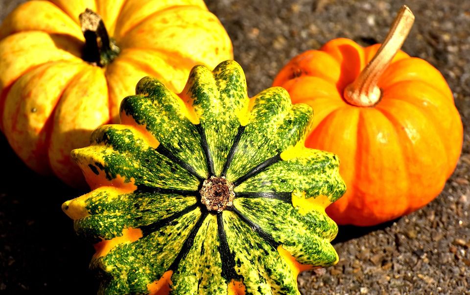 potimarrons-courges